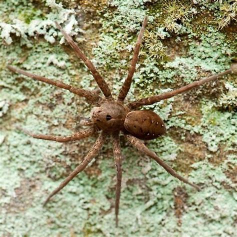Big Spider In Ohio Dolomedes Vittatus Bugguidenet