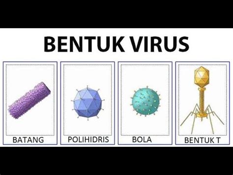 Bentuk Dan Struktur Virus Biologi Sma Kelas X Youtube