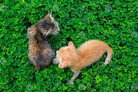 Two Little Kittens Playing On The Green Grass Red And Black Cat Babies