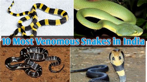 10 Most Venomous Snakes In India Zohal