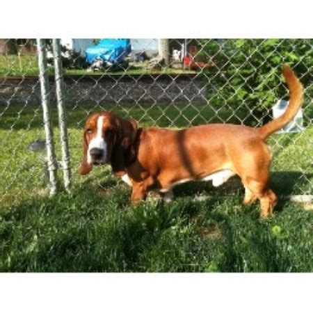Basset hounds—buckle at 3 years old and bella the basset puppy at 5 months old—buckle the male is strong and wise. Brentley's Bassets, Basset Hound Breeder in East Flat Rock ...