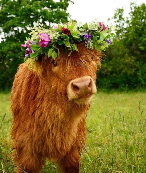 Cute baby cow baby cows. YoU gRoW gIrL ♡ | Fluffy cows, Cute animals, Cute baby animals