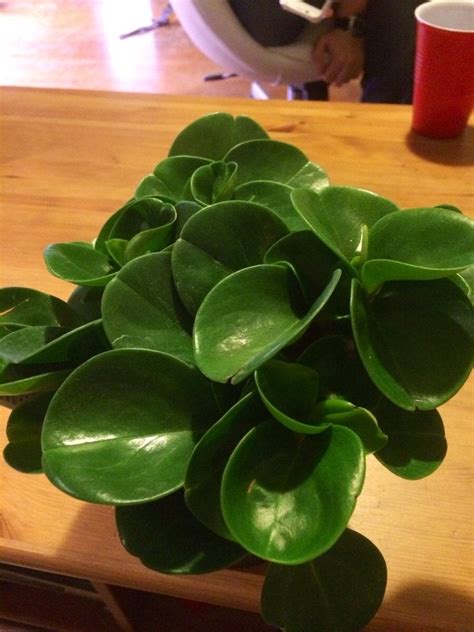 What Is This Foliage Plant With Round Waxy Leaves From Home Depot