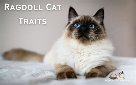 Discover The Endearing Traits Of Ragdoll Cats Ragdoll Cat Characteristics