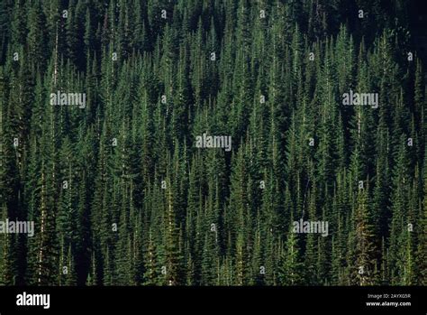 Picea Mariana Hi Res Stock Photography And Images Alamy