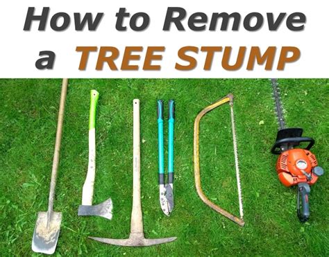 How To Remove A Tree Stump Easily Without Chemicals Dengarden