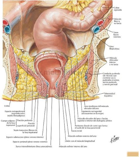 Resumen Tercer Parcial Resúmenes Anatomía e Imágenes Normales