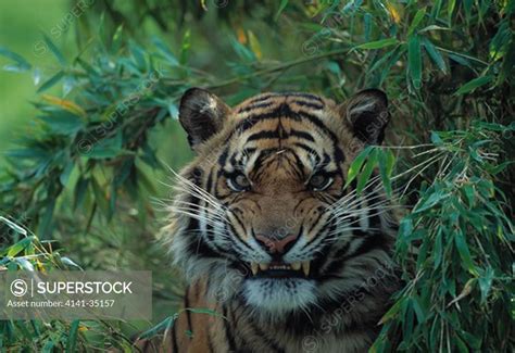 Tiger Baring Teeth Panthera Tigris Endangered Species Superstock