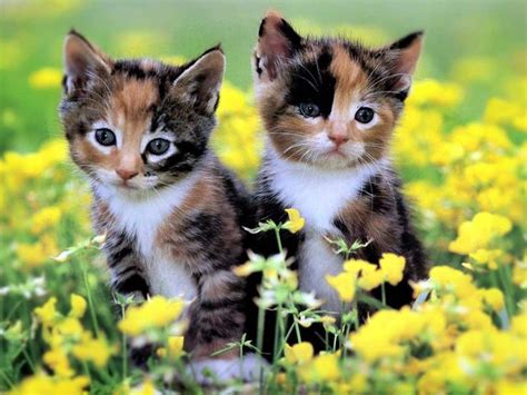 Colorful Kitten Yellow Flowers Best Wallpaper Hd Cute Kittens