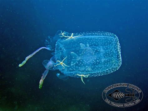 Box Jellyfish Cubozoa Chaloklum Diving Koh Phangan