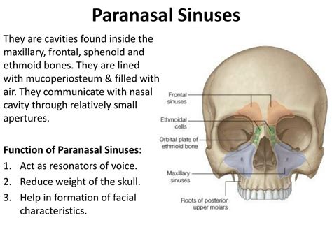 Ppt Nasal Cavity And Paranasal Sinuses Powerpoint Presentation Id1827415