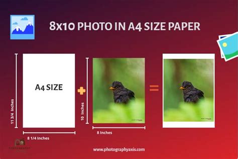 How Big Is An 8×10 Photoinch Cm Mm Ft Pixels Photographyaxis