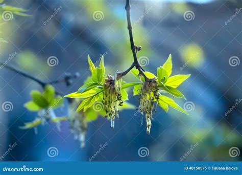 Green Spring Buds Ash Tree Stock Image Image Of Sprout 40150575