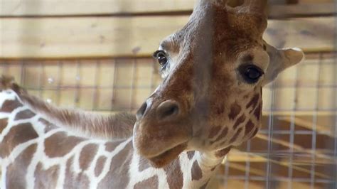 Name Of April The Giraffes Baby Revealed On Gma Video Abc News