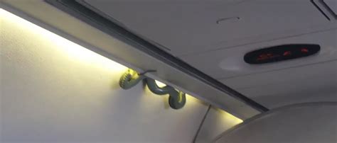 The Weirdest Things People Have Ever Seen On Planes Wtf Gallery