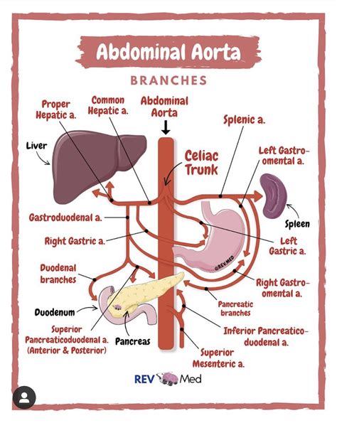 An Image Of The Anatomy Of The Stomach