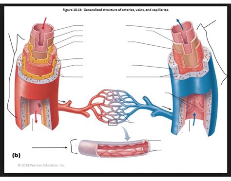 structure of arteries veins and capillaries - PurposeGames