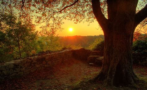 Photography Nature Plants Landscape Trees Fall Sunset Walls Stones Wallpapers Hd