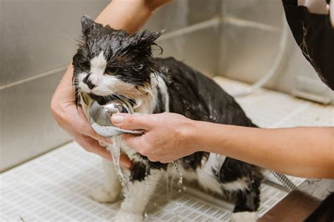 4 Essential Tips For Grooming Your Cat Lucky Dawg Salon Grooming In