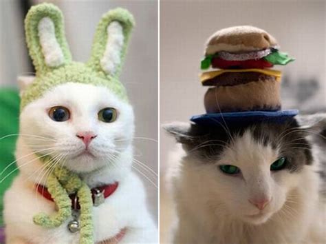 Cats Wearing Adorable Hats Cute Overload Babamail