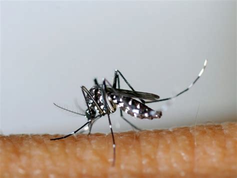 Zika Dengue Et Chick La Progression Du Moustique Tigre Favorise