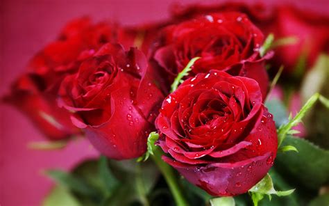 Valentine flowers pictures all wallpapers new. HD Nature Flowers Bouquets Rose Red Close Macro Holidays ...