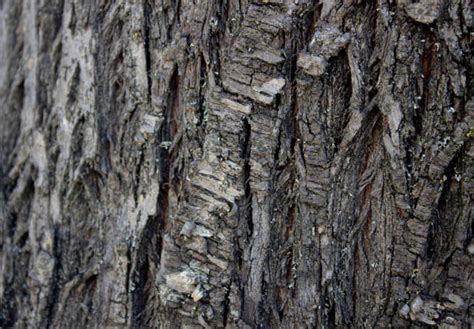 Poplar Tree Bark Drawing Stock Photos Pictures And Royalty Free Images