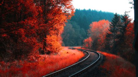 Railway Between Red Blossom Autumn Forest 4k Hd Nature Wallpapers Hd