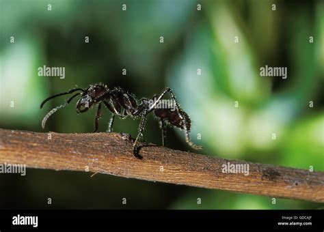 Bullet Ant Paraponera Clavata Costa Rica Stock Photo Alamy