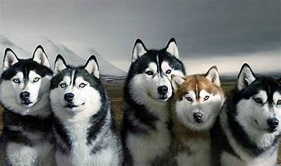 Husky Siberian Wallpapers Dog Backgrounds Physical Characteristics