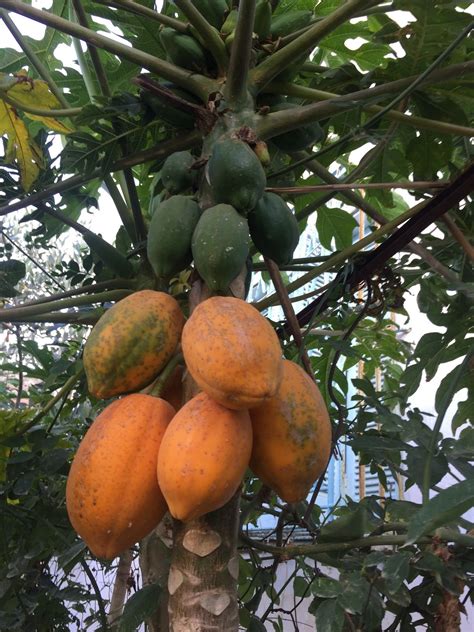 The Easiest Way To Ensure A Year Round Supply Of Papaya From Your