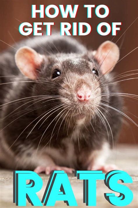 How To Get Rid Of Rats Fast Getting Rid Of Rats Getting Rid Of Mice