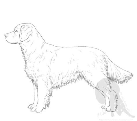 Golden Retriever Drawing Image Drawing Skill