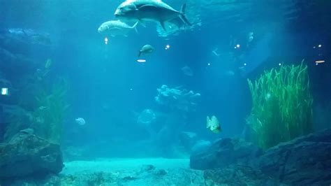 Sea Life Busan Aquarium Youtube