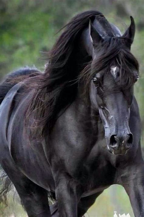 Check spelling or type a new query. Pin by Crista Forest Wildlife Art on Caballos | Horses ...