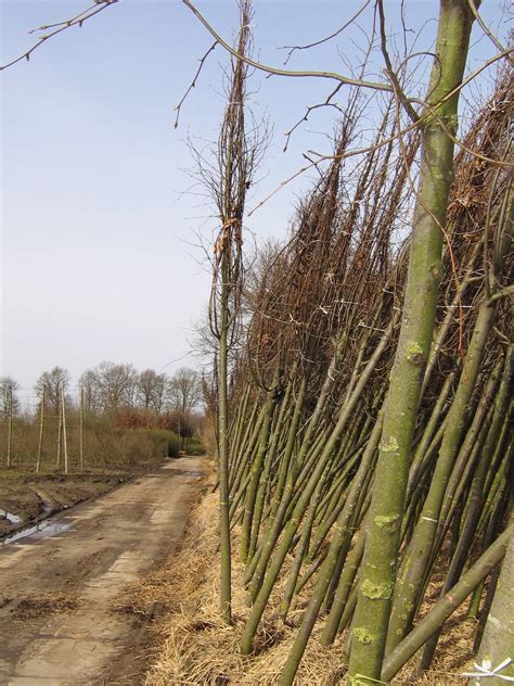 Tilia Cordata Greenspire Winter Linde Greenspire Stein Linde