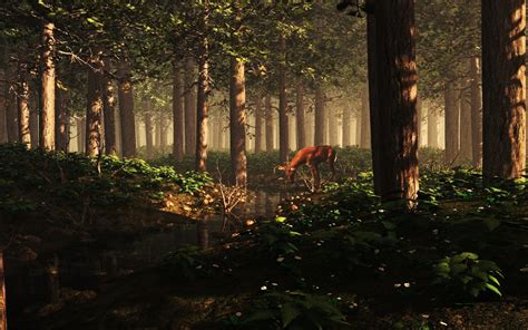 70 Enchanted Forest Backgrounds Wallpapersafari