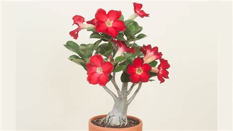 Beautiful Desert Rose How To Grow And Flower Adeniums