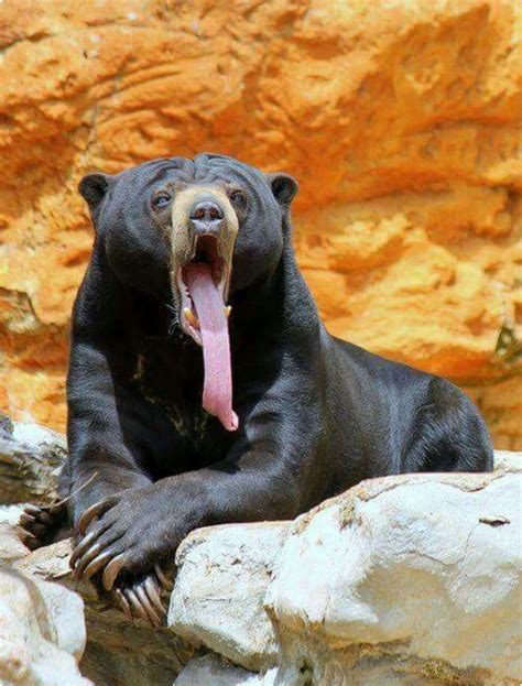 The Sun Bear Helarctos Malayanus Lives In The Tropical Forest Of