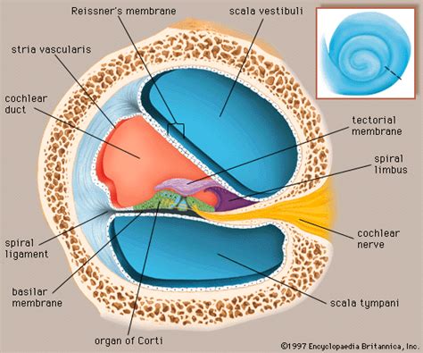 Anatomy Of The Cochlea 1 Download Scientific Diagram