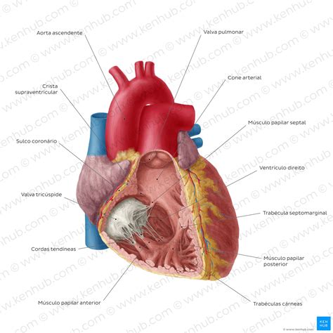 Coração Anatomia função valvas e vasos sanguíneos Kenhub