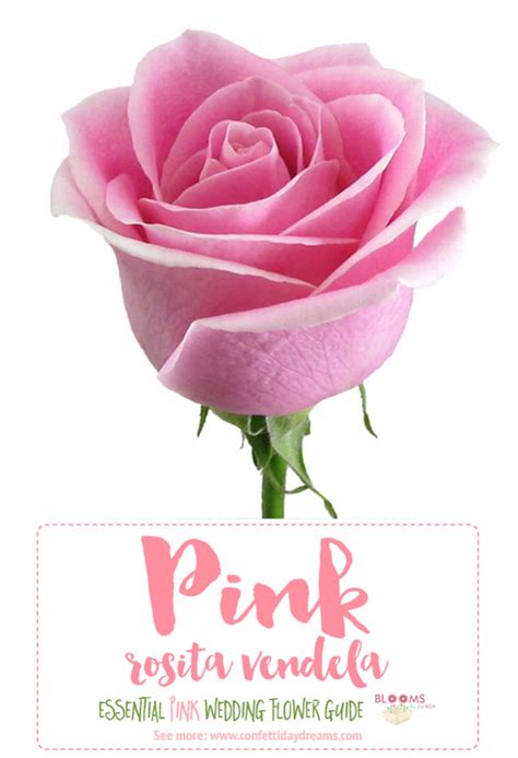 The Essential Pink Wedding Flowers Guide Types Of Pink Flowers Names