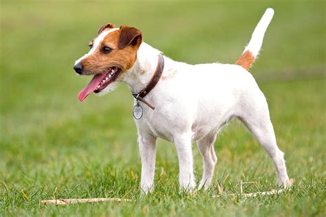 They are great matches for exuberant owners who are prepared to entertain and exercise them, but are not for everyone. Guía sobre el JACK RUSSELL TERRIER : Características, cría ...
