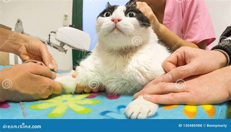 Vet Transfusion Cat Stock Photo Image Of Drawing Patient 130486988