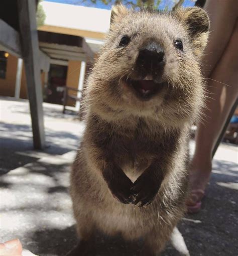However, are the quokkas fit for being a pet? These teeth! Cute quoka! | Cute animals, Animals beautiful