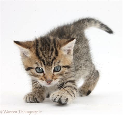 Cute Tabby Kitten 6 Weeks Old Photo Wp35570