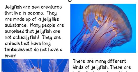 Classroom Freebies Too Jellyfish Close Reading
