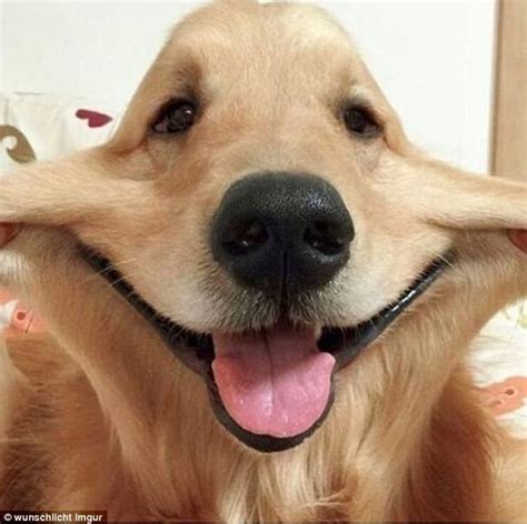 Dog Owners Pull Their Dogs Faces In Hilarious Pictures Daily Mail Online