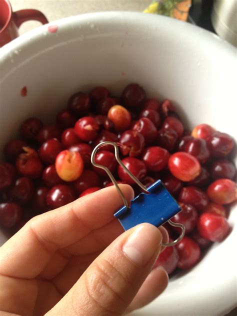 how to pit cherries without a cherry pitter this worked great i ve never done this before