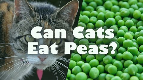 Recently, eating clean becomes more popular all around the world to not only humans but also pets. can cats have peas | Pet Consider